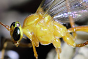 Ichneumon Wasp (Netelia sp) (Netelia sp)